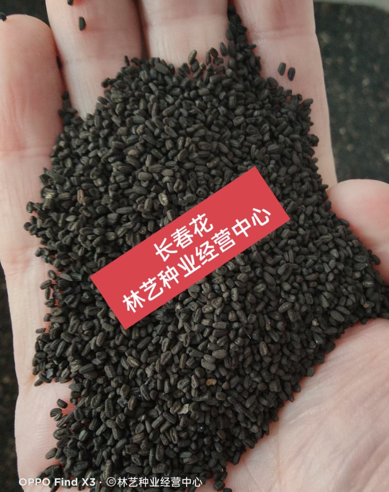 长春花种子日日春四季开花不断易种易活室内阳台盆栽庭院花种
