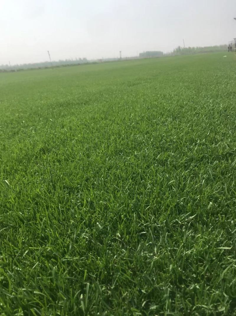 早熟禾4cm以下大量好草成活率高苗圃直发欢迎来电订购