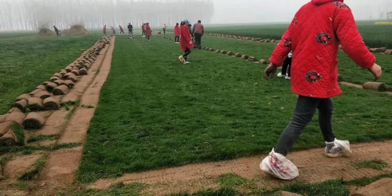 早熟禾4cm以下大量好草成活率高苗圃直发欢迎来电订购