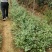 中国江西主产区正宗尖叶岗梅苗岗梅种苗大苗小苗便宜了