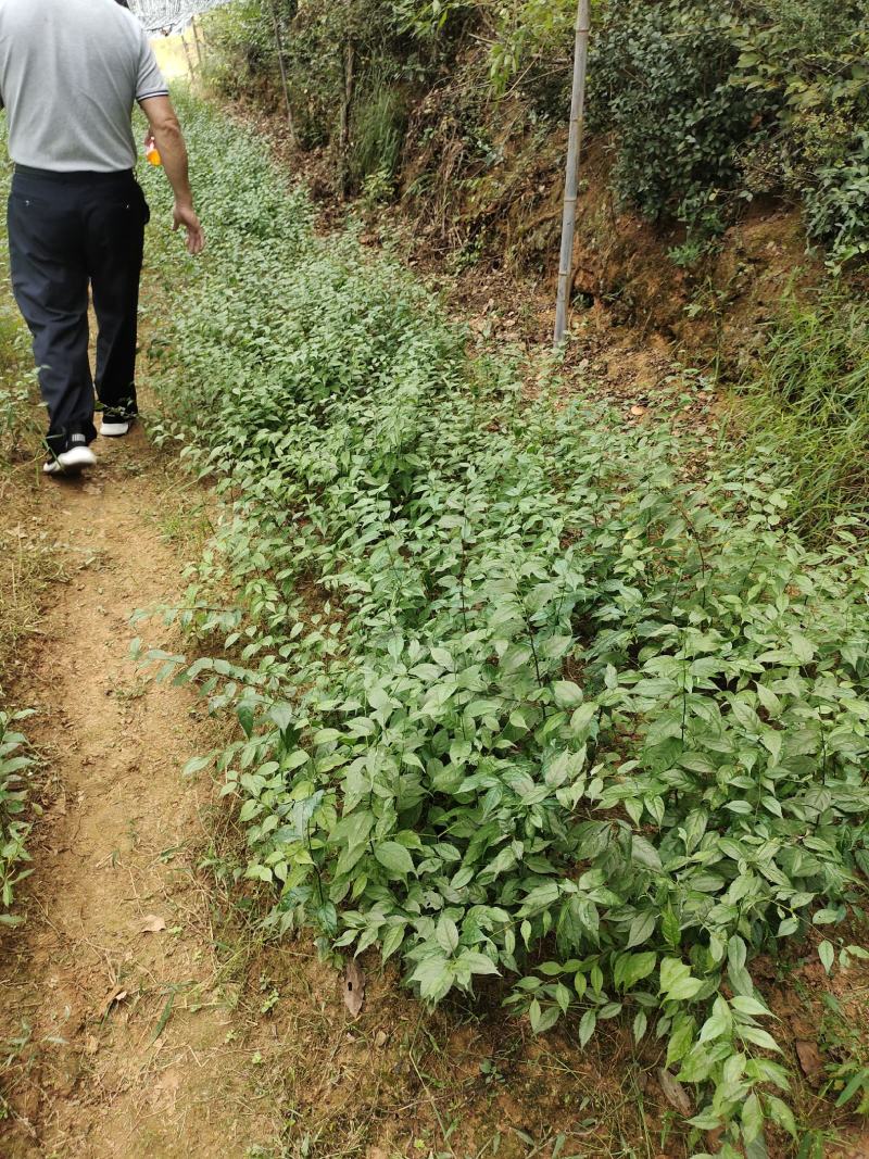中国江西主产区正宗尖叶岗梅苗岗梅种苗大苗小苗便宜了