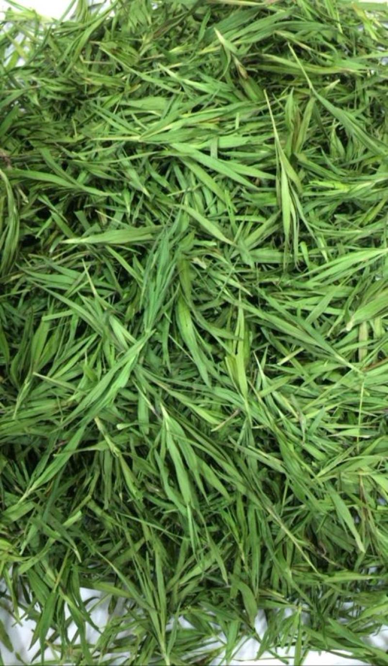 石竹茶，基地仿野生种植，口感好，中药茶，海药本草农业科技