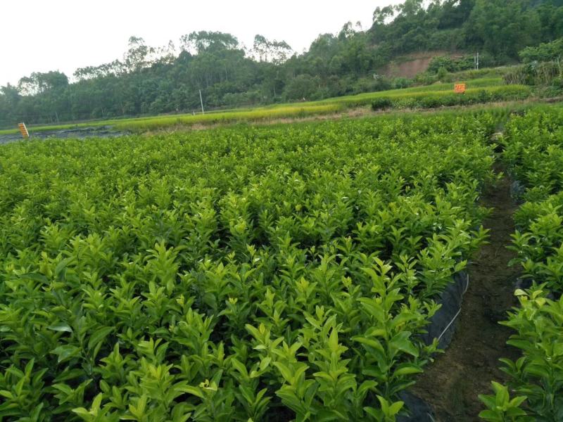 沙糖桔苗大量供应一手货源量大从优品质保证