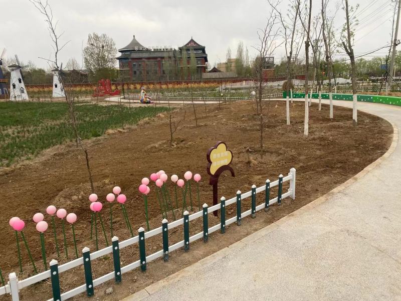 早熟禾4cm以下大量好草成活率高苗圃直发欢迎来电订购