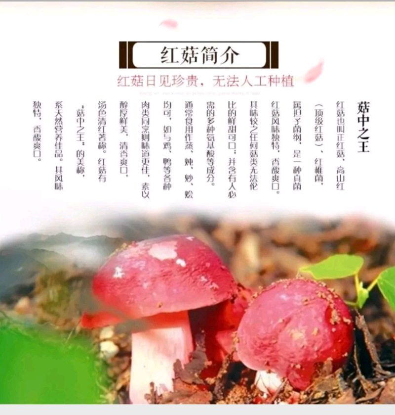 红菇，云南高原正红菇蓝底，手挑一手货源产地直发。