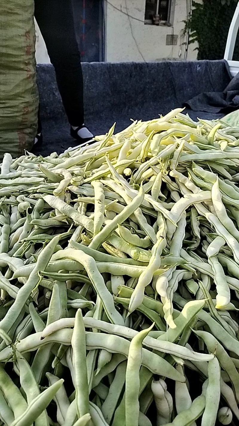 山东优质白不老芸豆，九粒白芸豆大量上市全国发货欢迎选购