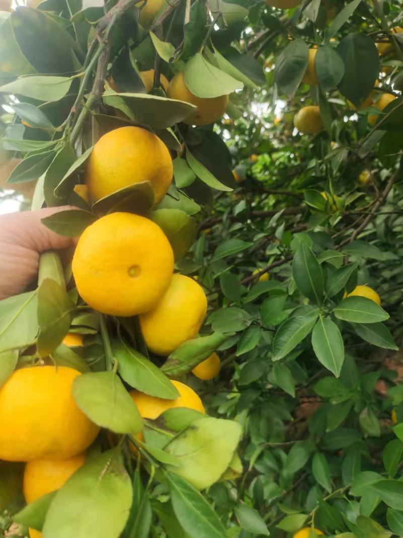 万亩水果蔬菜基地，我们这种植各种季节水果蔬菜欢迎各位老板