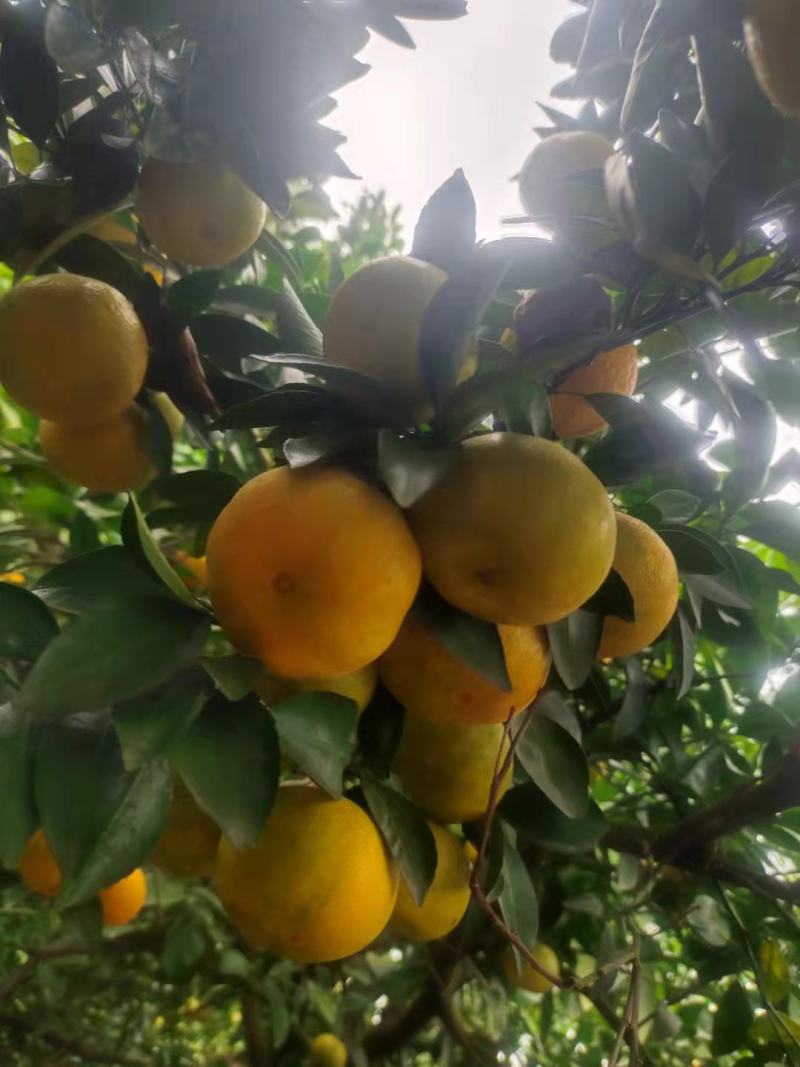 万亩水果蔬菜基地，我们这种植各种季节水果蔬菜欢迎各位老板