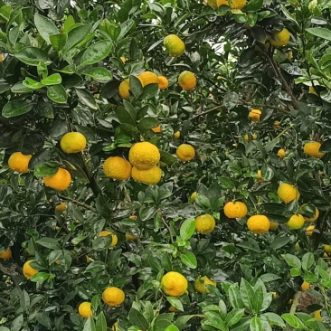 万亩水果蔬菜基地，我们这种植各种季节水果蔬菜欢迎各位老板