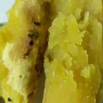 玛莎莉超级蜜薯辽宁康平原产地自产自销黄心黄瓤黄金薯红毛地