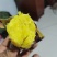 玛莎莉超级蜜薯辽宁康平原产地自产自销黄心黄瓤黄金薯红毛地