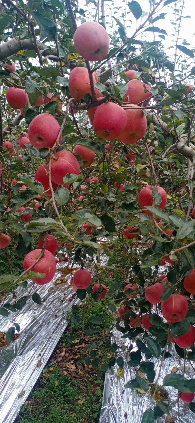 云南昭通苹果，红富士苹果现在大量上市欢迎电话咨询我