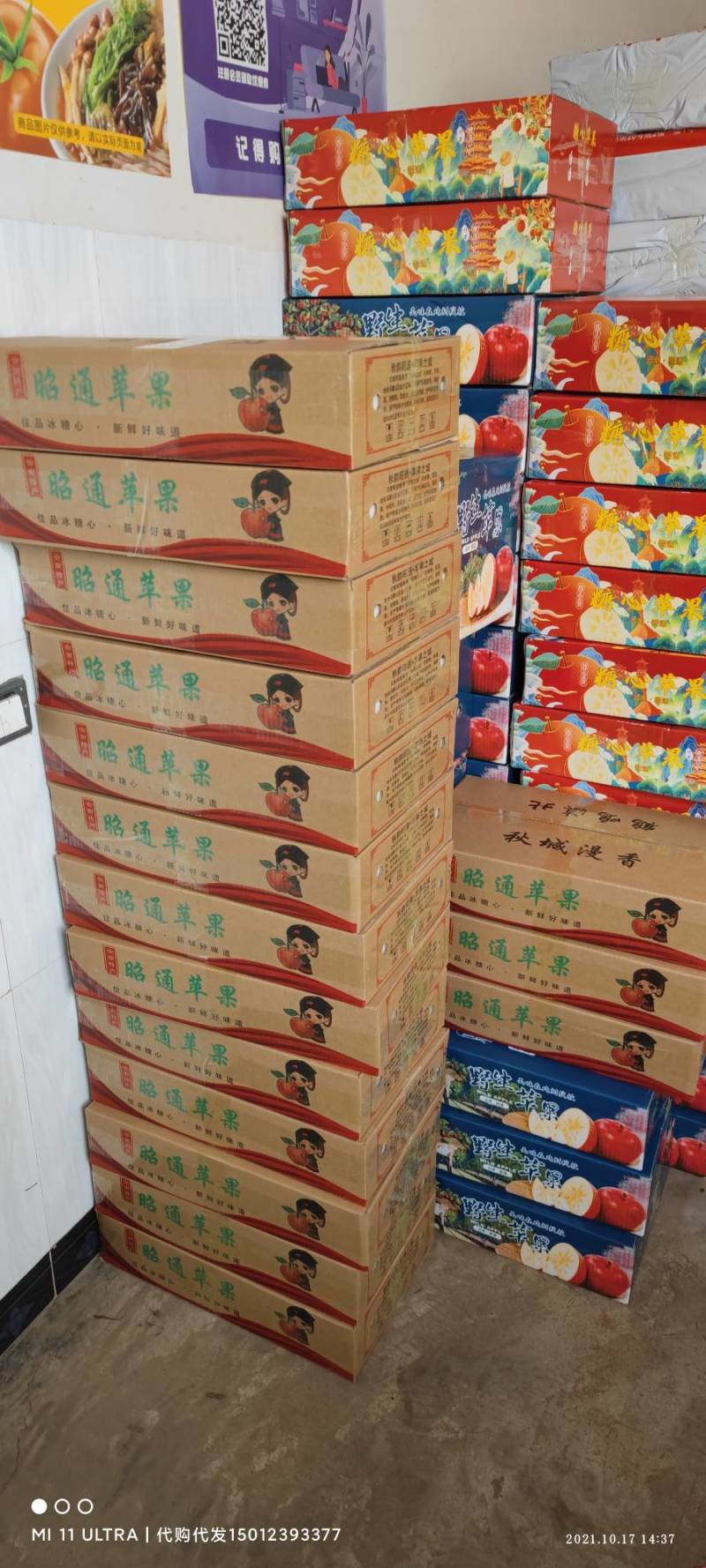 云南昭通苹果，红富士苹果现在大量上市欢迎电话咨询我