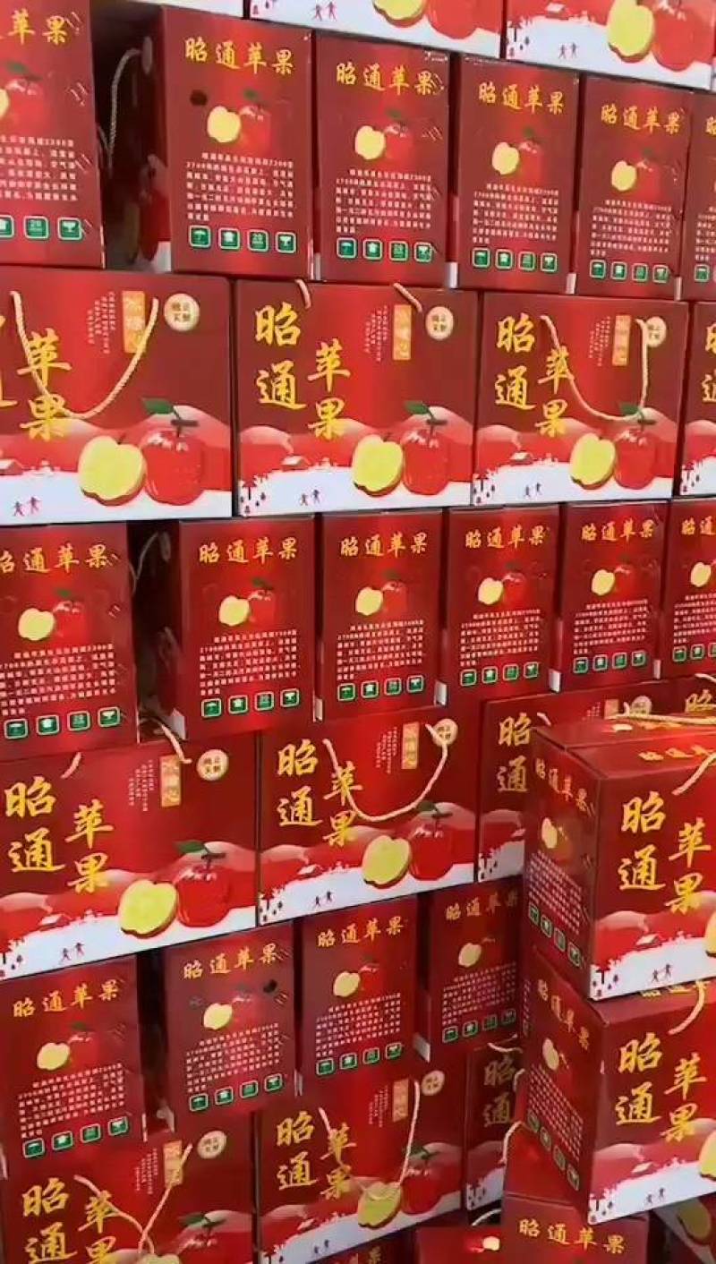 云南昭通苹果，红富士苹果现在大量上市欢迎电话咨询我