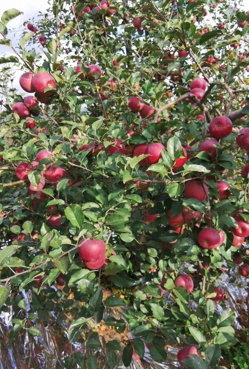 云南昭通苹果，红富士苹果现在大量上市欢迎电话咨询我