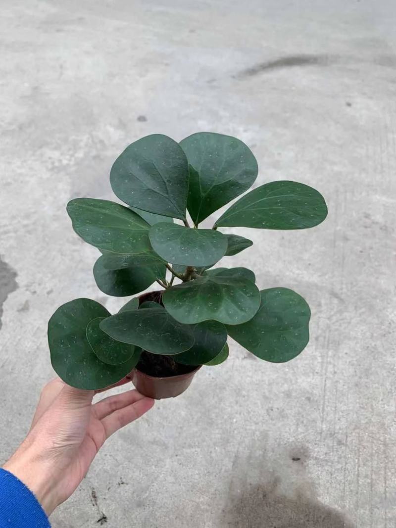 菩提盆栽基地直销绿植盆栽当天下单当天发货