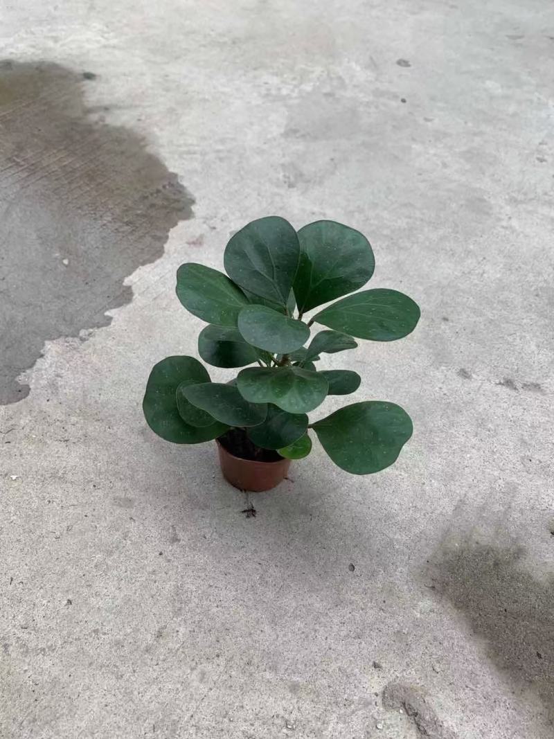 菩提盆栽基地直销绿植盆栽当天下单当天发货
