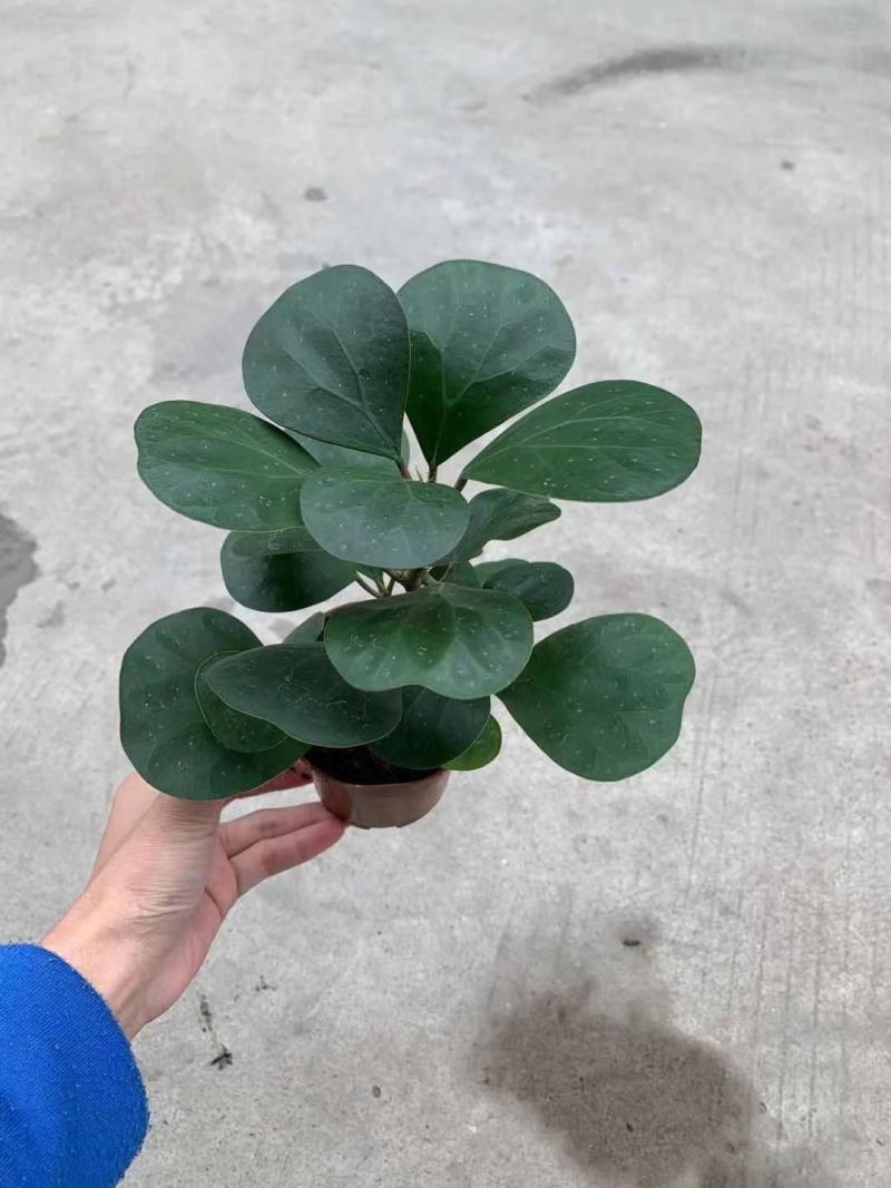 菩提盆栽基地直销绿植盆栽当天下单当天发货