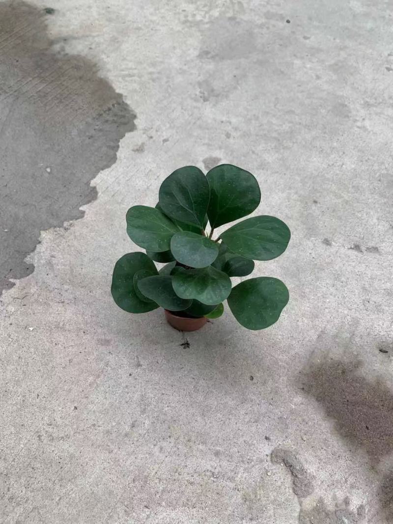 菩提盆栽基地直销绿植盆栽当天下单当天发货