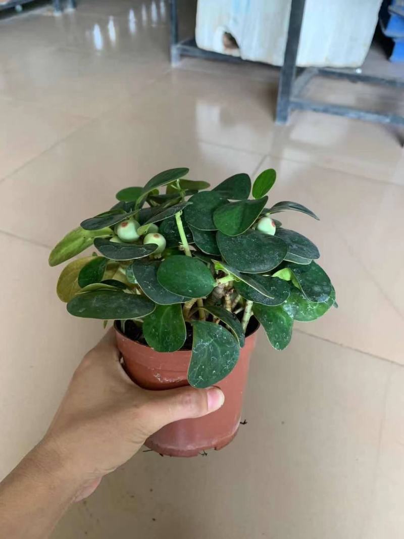 菩提盆栽基地直销绿植盆栽当天下单当天发货