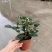 菩提盆栽基地直销绿植盆栽当天下单当天发货