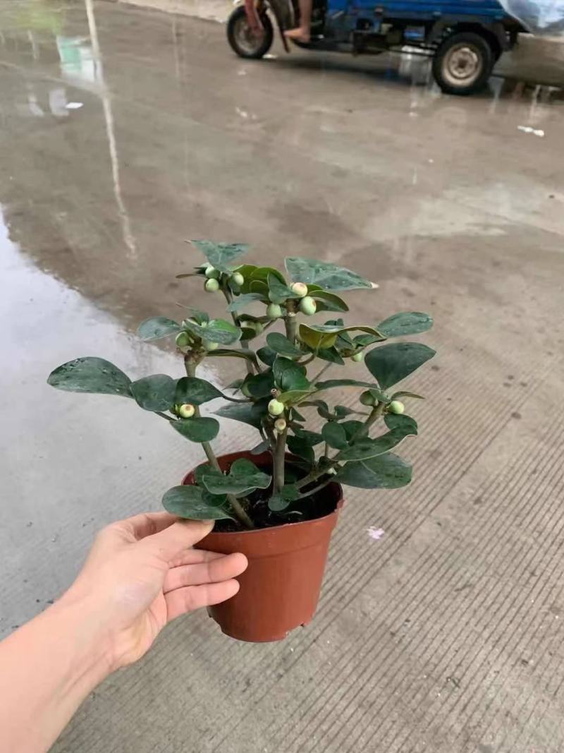 菩提盆栽基地直销绿植盆栽当天下单当天发货