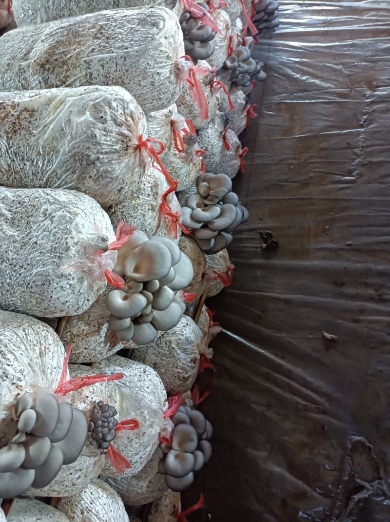 平菇