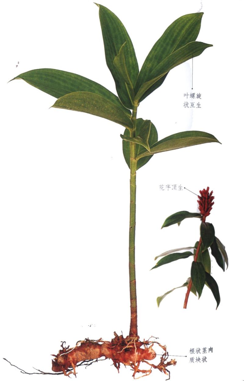 无硫正品野生广商陆闭鞘姜白石笋樟柳头观音姜切片晒干
