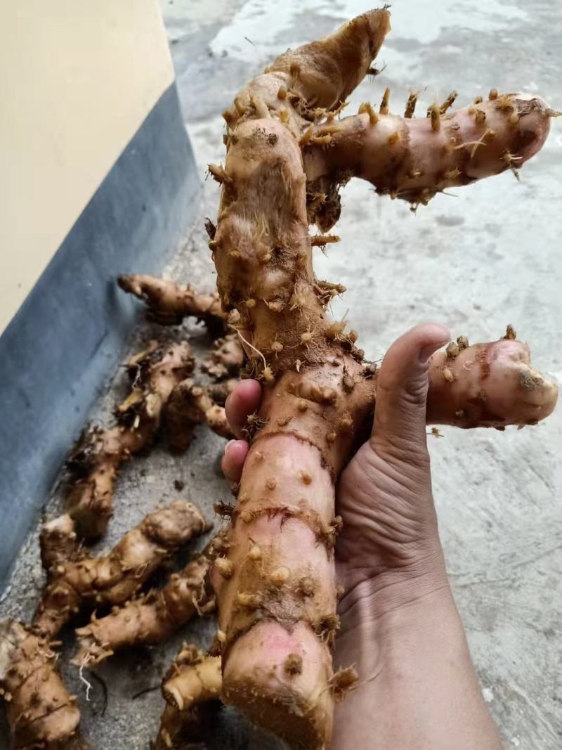 无硫正品野生广商陆闭鞘姜白石笋樟柳头观音姜切片晒干