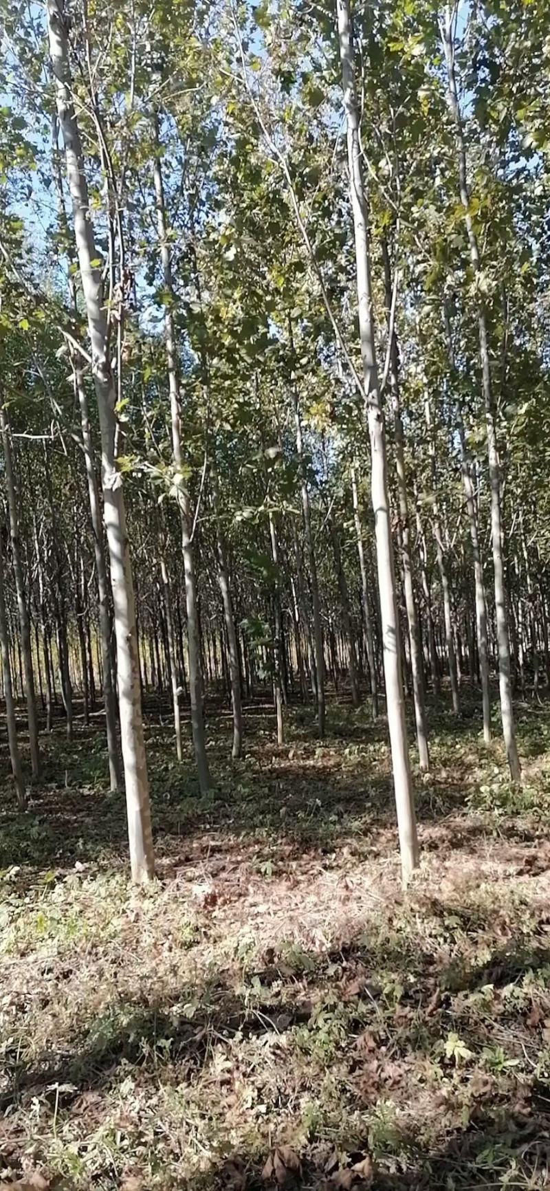 法桐8~10cm3~3.5米成活率高