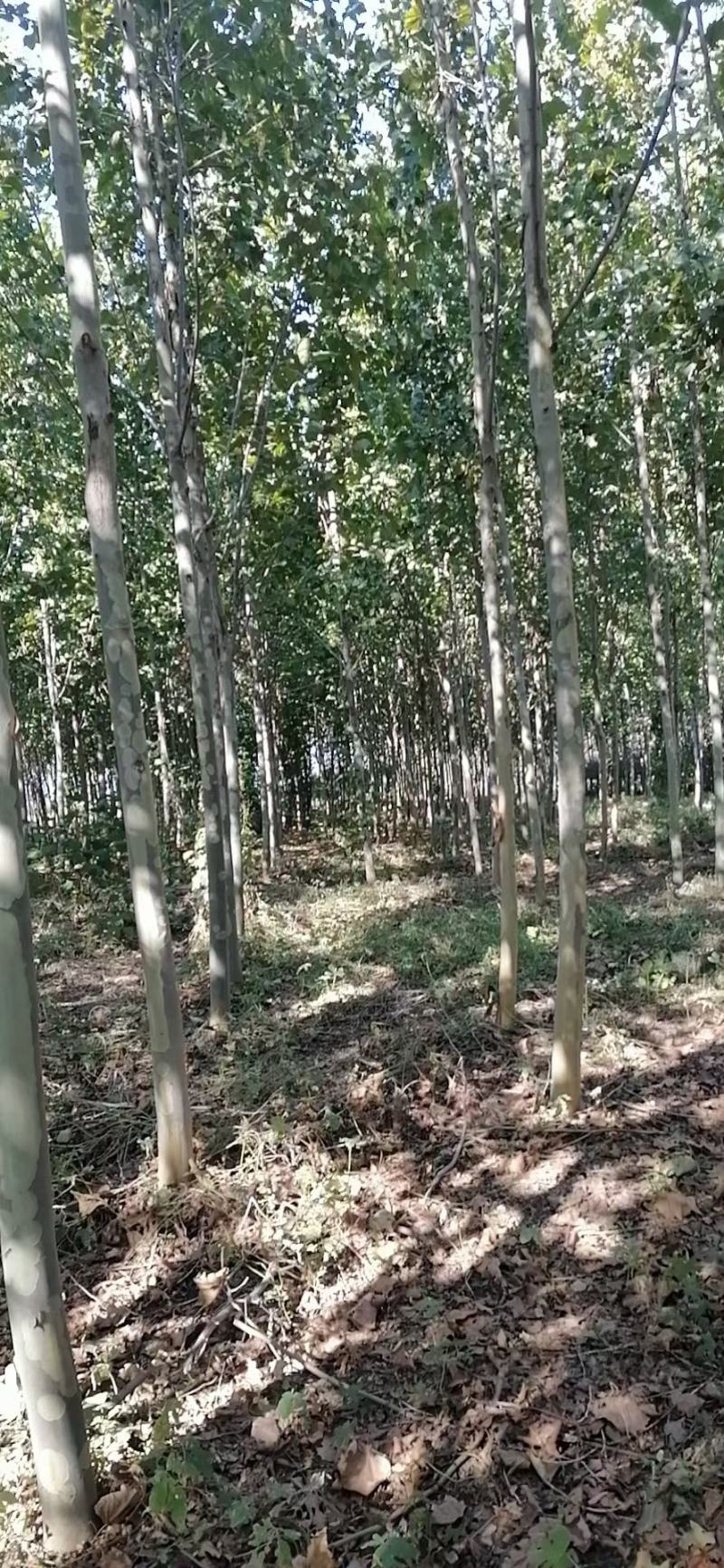 法桐8~10cm3~3.5米成活率高