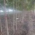 法桐8~10cm3~3.5米成活率高