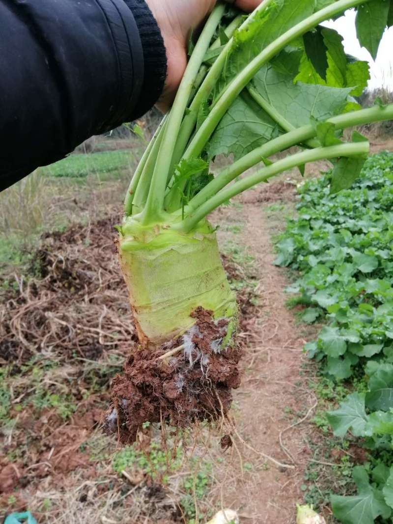 四川大头菜，工厂货，市场货，基地直供，货源充足，大量接单