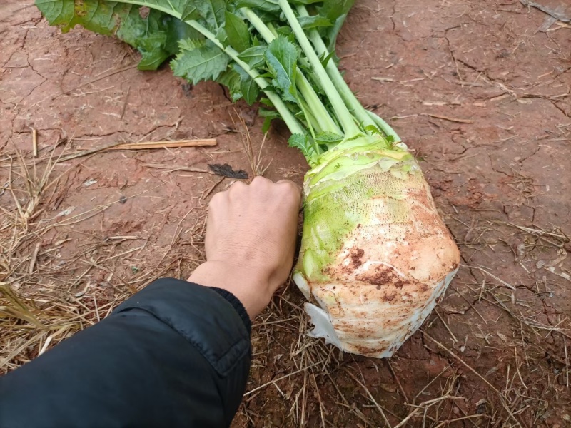 四川大头菜，工厂货，市场货，基地直供，货源充足，大量接单