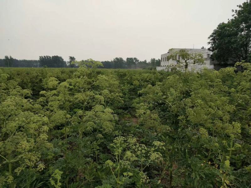 求购鲜知母，鲜射干，另出售二年白芷种