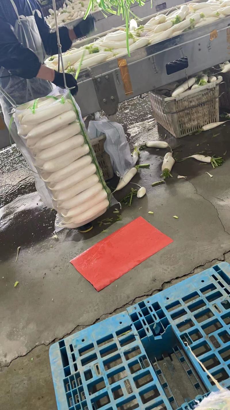精品白萝卜价格美丽三排萝卜四排萝卜五排萝卜