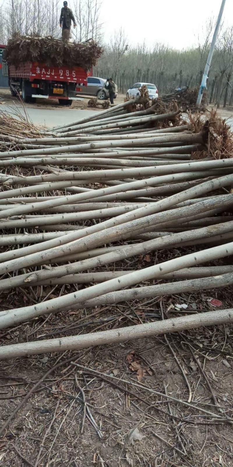 速生白蜡6~10cm基地直发包成活后期免费技术指导