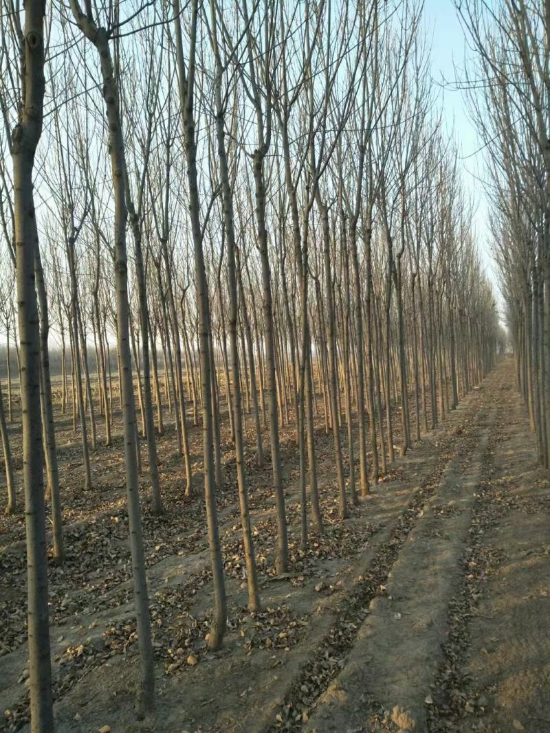 速生白蜡6~10cm基地直发包成活后期免费技术指导
