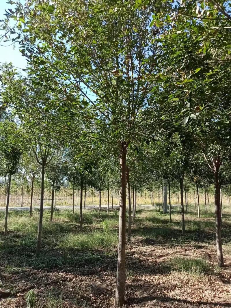 速生白蜡6~10cm基地直发包成活后期免费技术指导