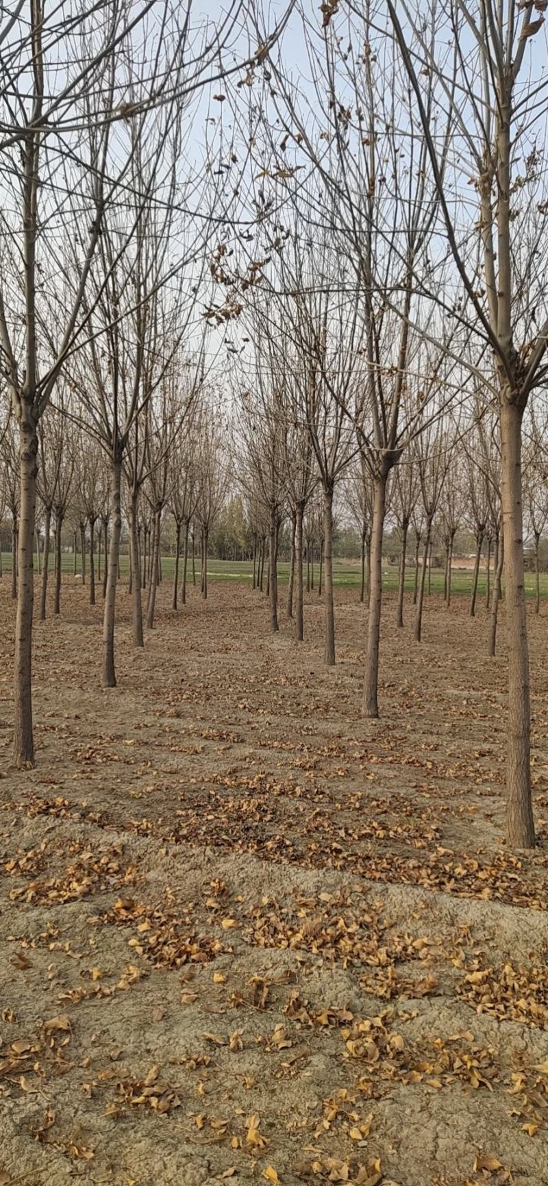速生白蜡6~10cm基地直发包成活后期免费技术指导