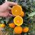湖北纽荷尔脐橙橙子现摘现发汁多化渣量大从优