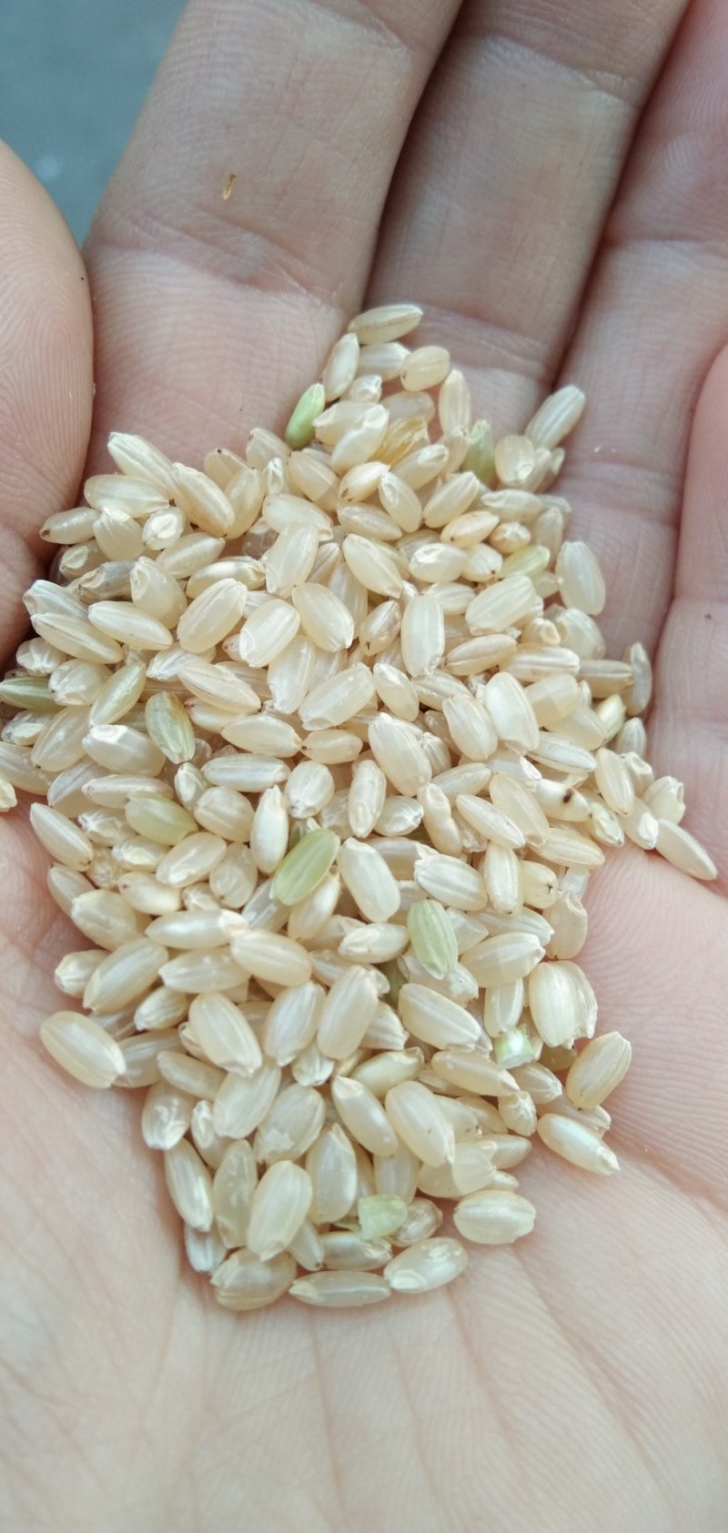 食泉坊香糙米