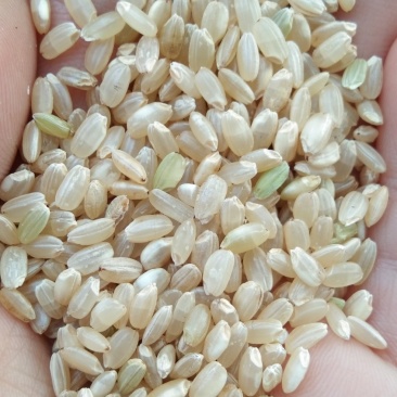 食泉坊香糙米
