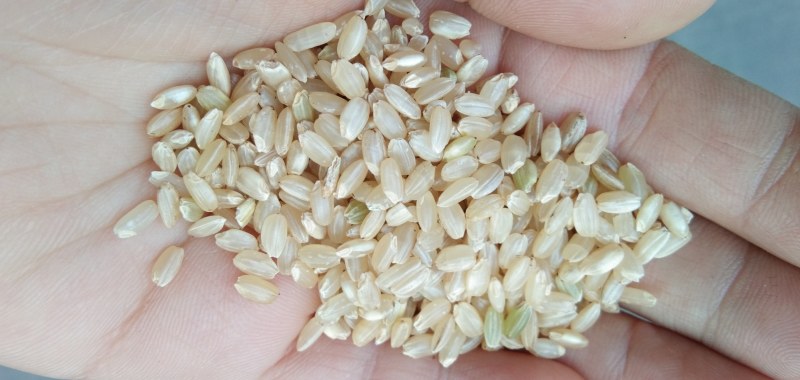 食泉坊香糙米