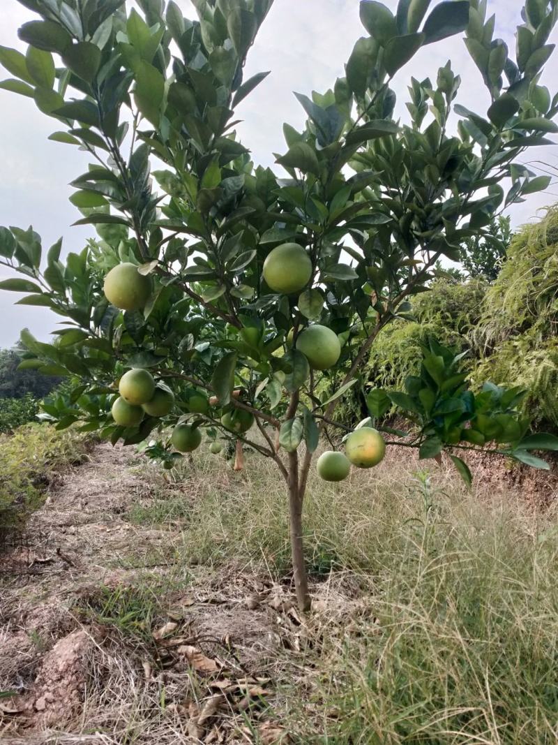 赣南脐橙纽荷尔（三年结果苗）带果发货三年杯苗买回去就可以