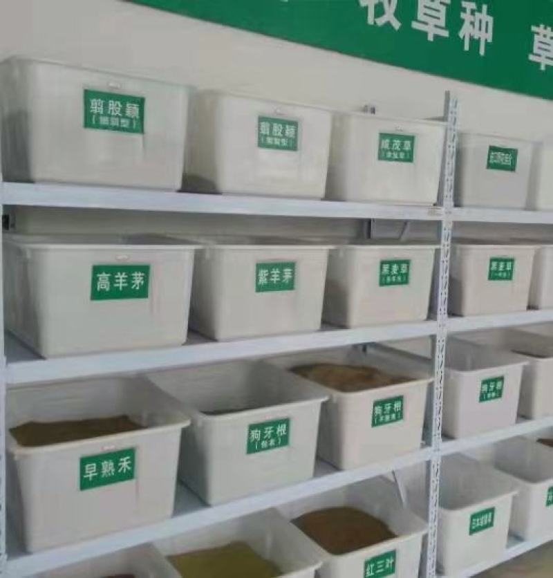 草坪种子