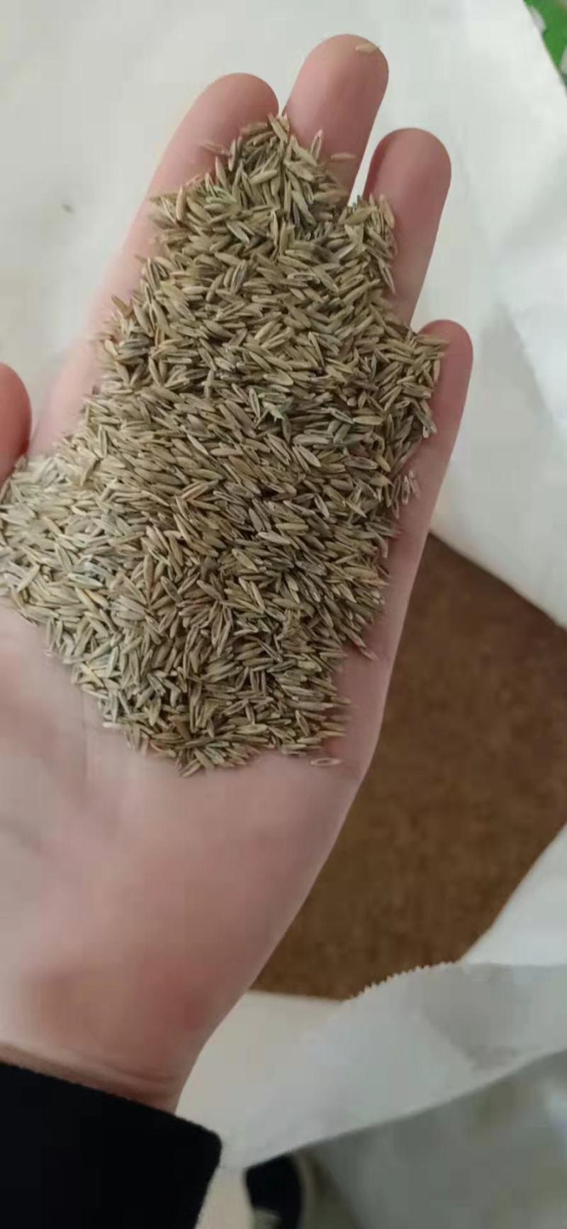 草坪种子