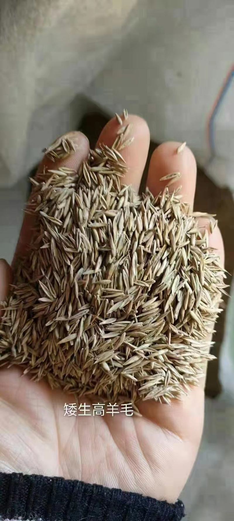 草坪种子