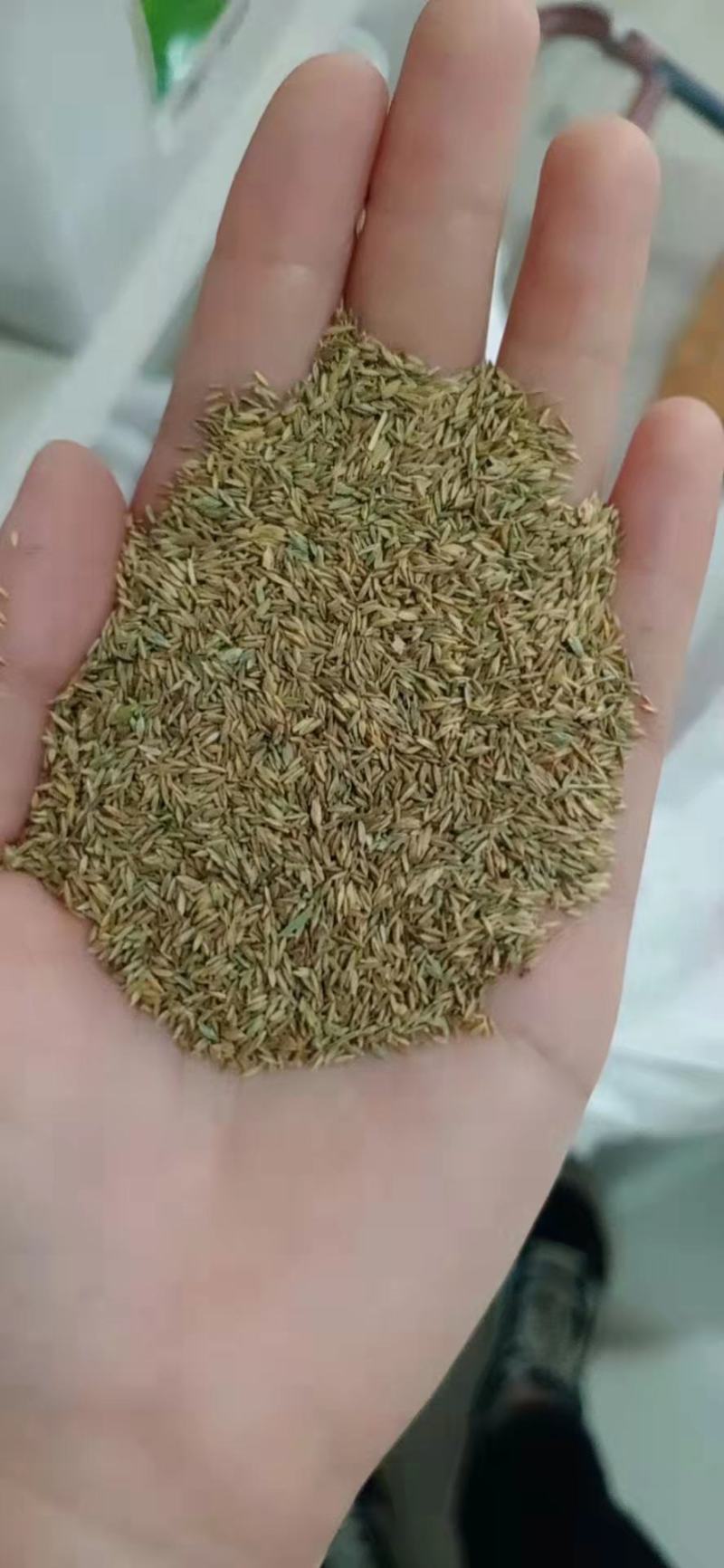 草坪种子