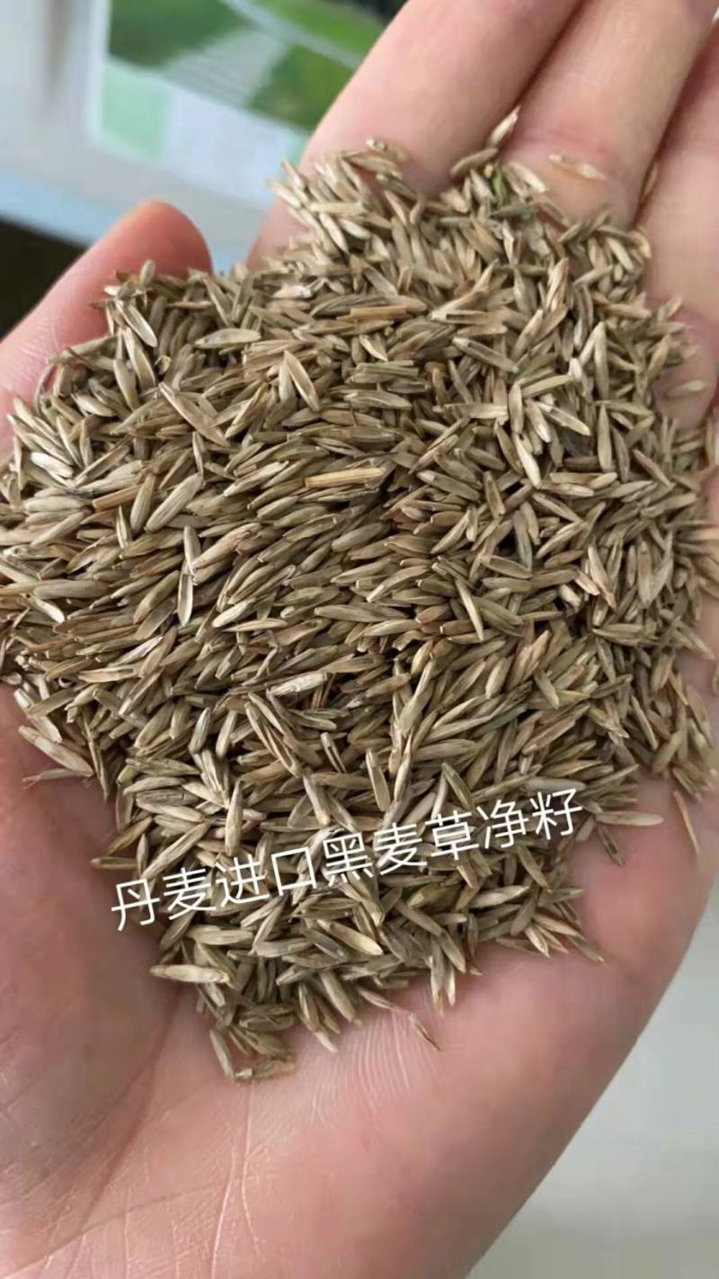 草坪种子